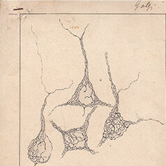 golgi