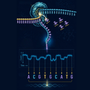Long read sequencing: platforms approaches and applications